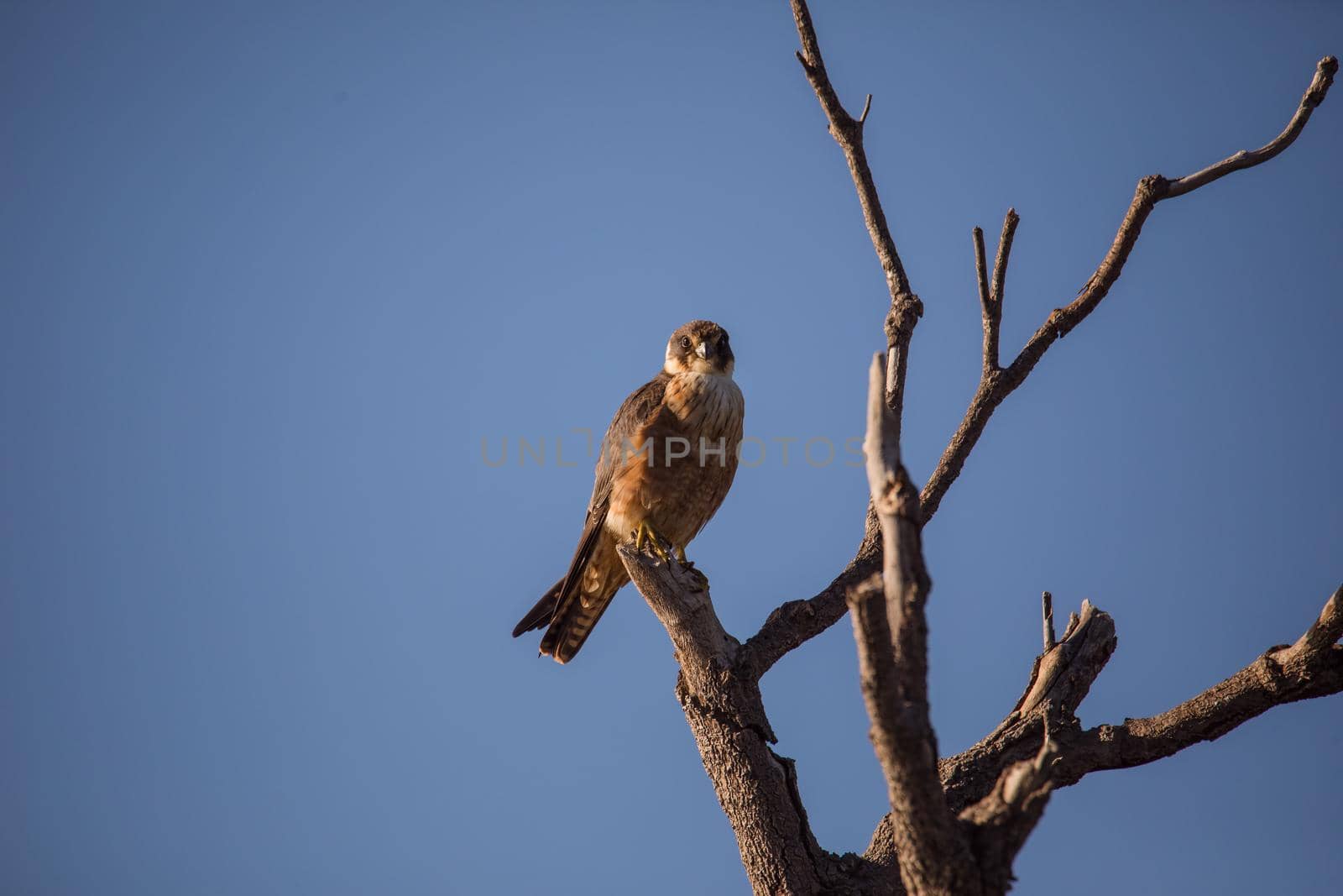 Australian Hobby perched in a tree. by braydenstanfordphoto