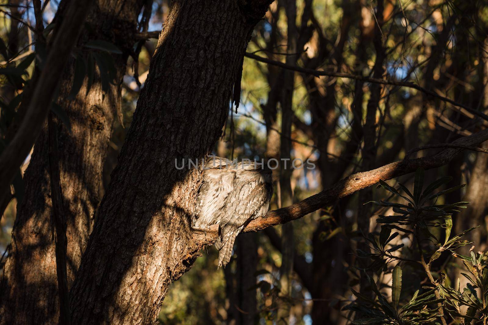 A pair of Tawny Frogmouth birds huddled together on a branch of a tree. by braydenstanfordphoto