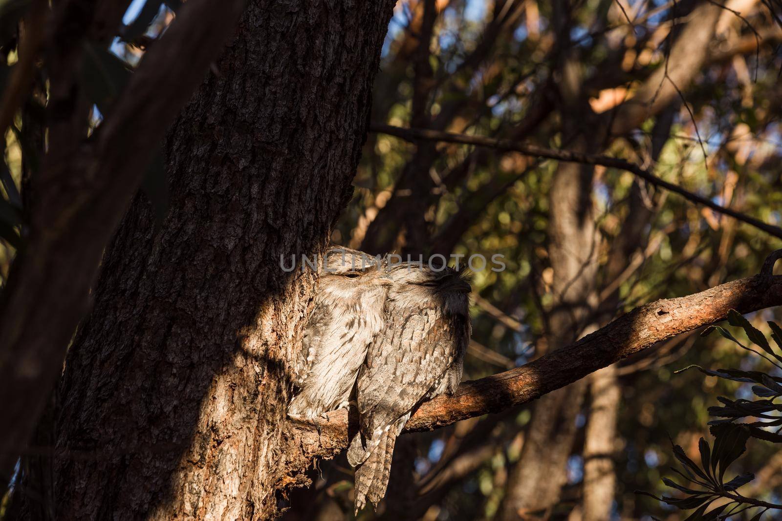 A pair of Tawny Frogmouth birds huddled together on a branch of a gum tree. High quality photo