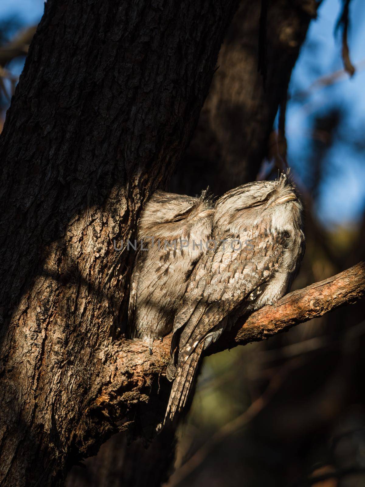 A pair of Tawny Frogmouth birds huddled together on a branch of a gum tree. High quality photo