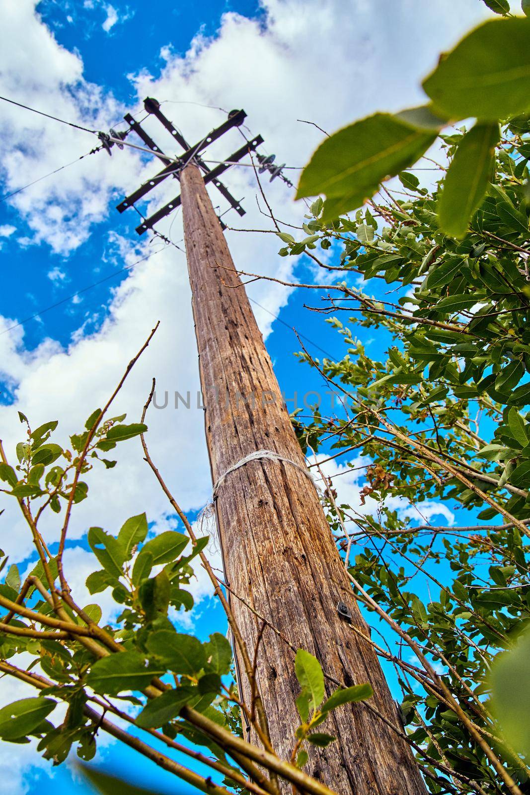 Vertical detail telephone pole communication with green leaves by njproductions