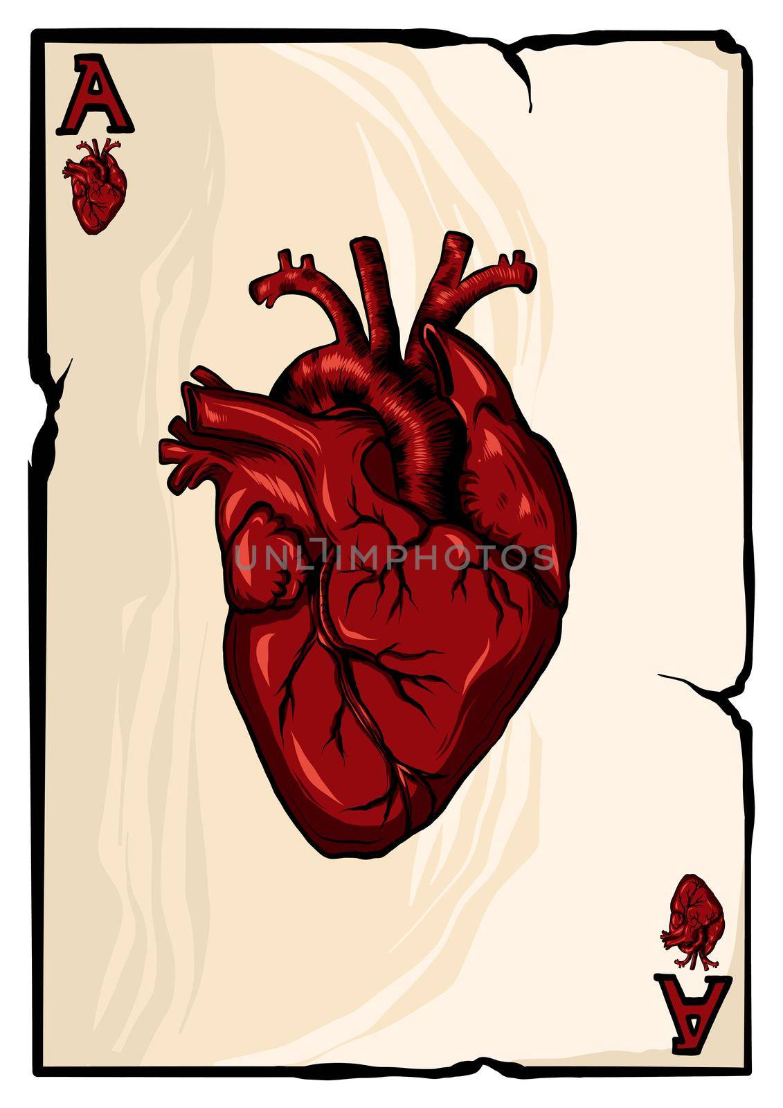 Ace of hearts on white background