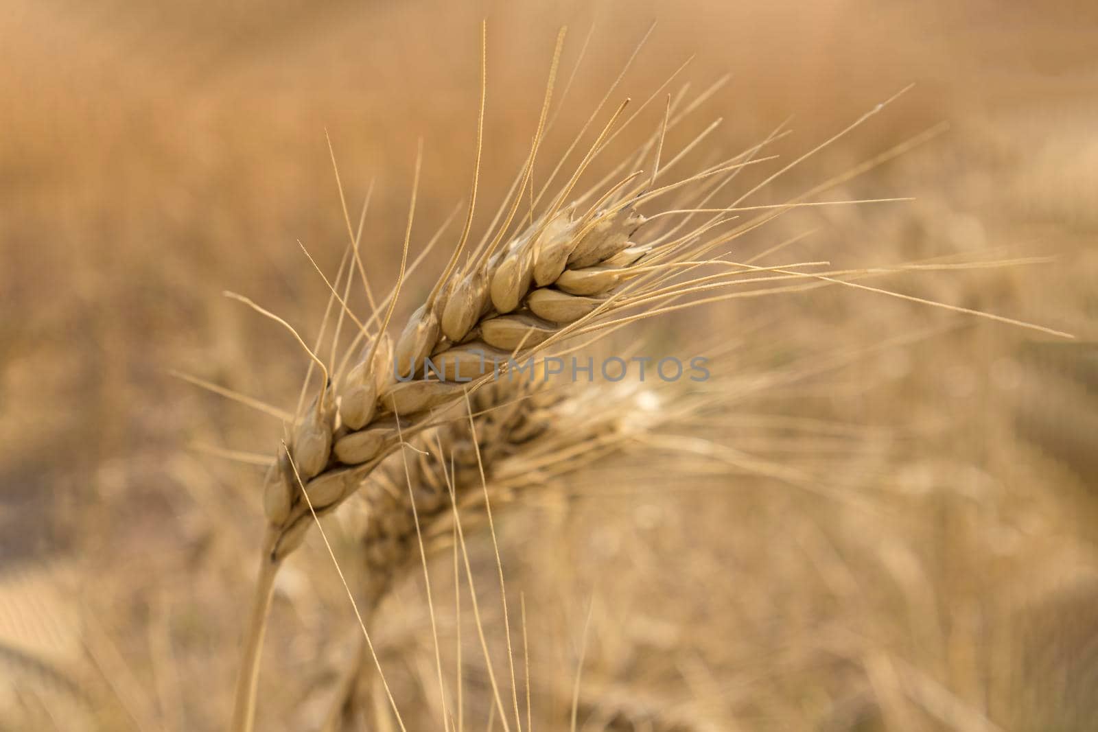 ripe wheat stalks close up as a background. High quality photo