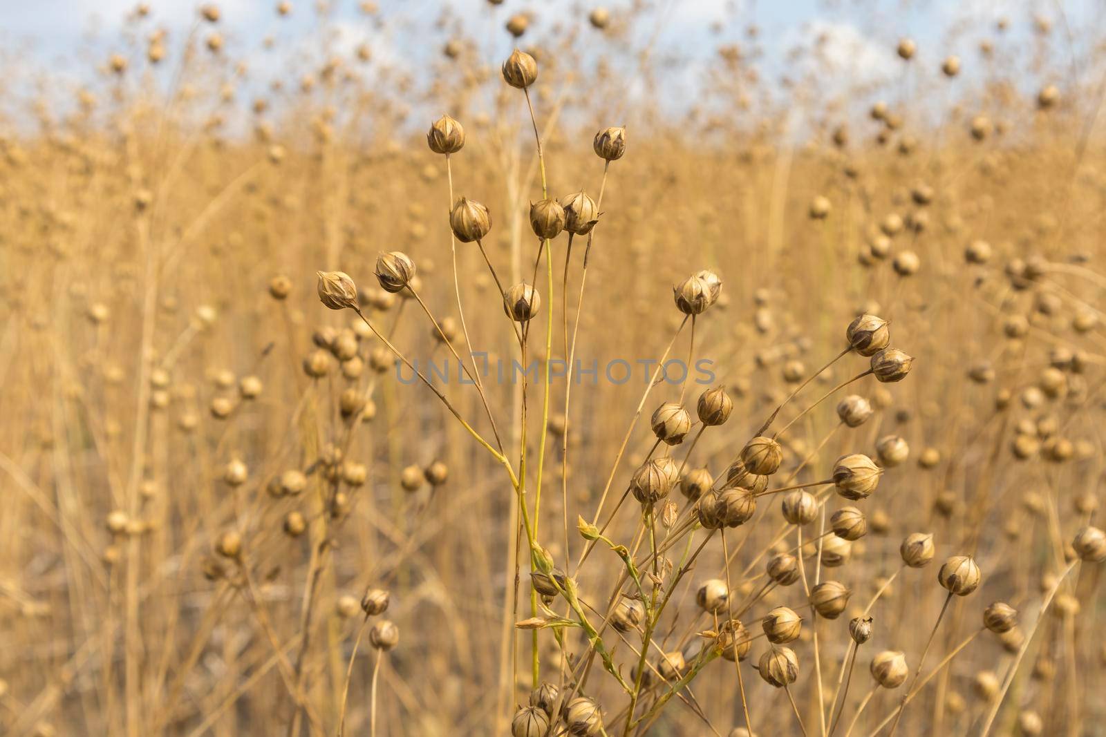 stems of ripe flax close-up as a background. High quality photo