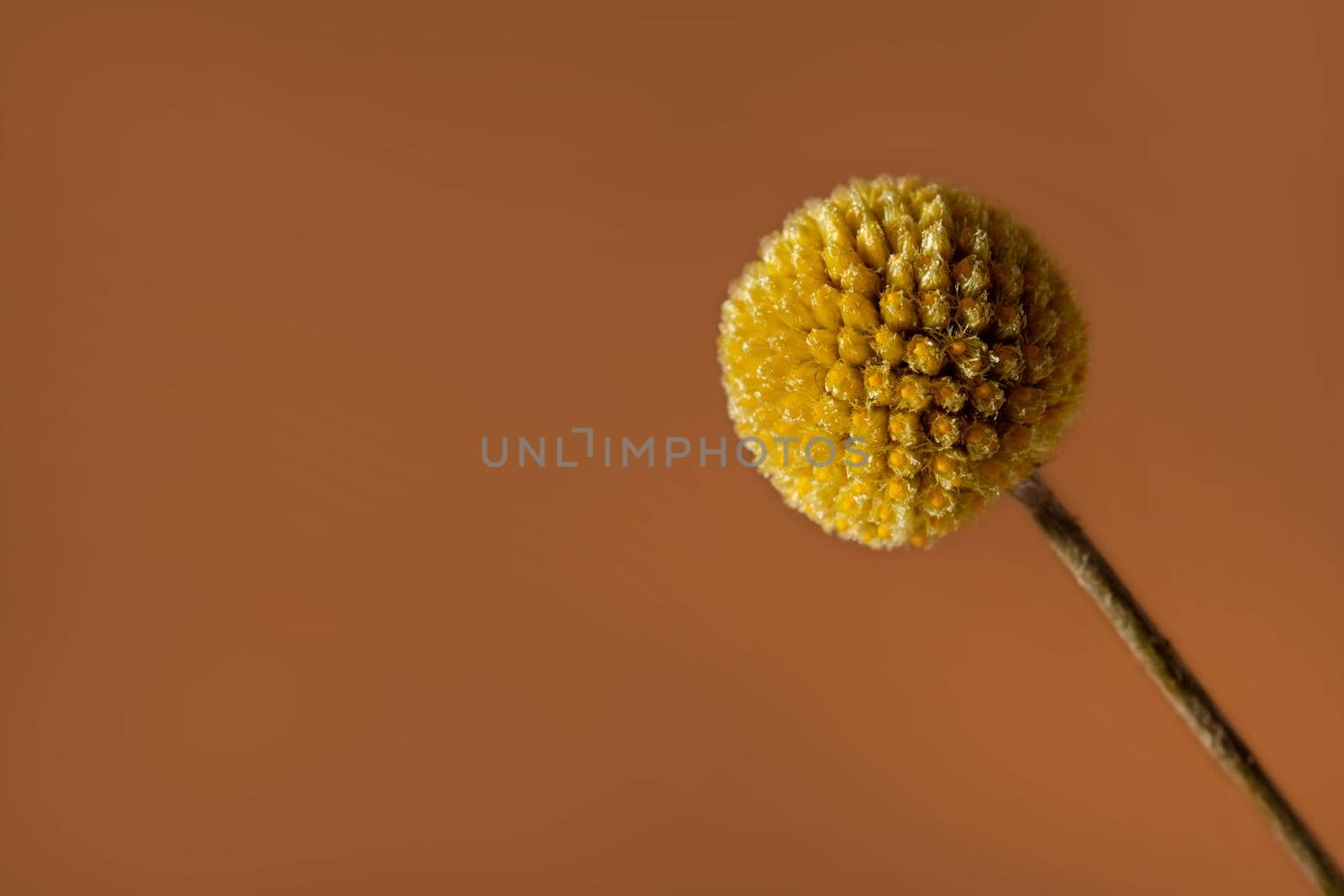 A single yellow craspedia flower on brown background with copy space . The craspedia is in the daisy family commonly known as billy buttons, woollyheads, and also sunny balls side view