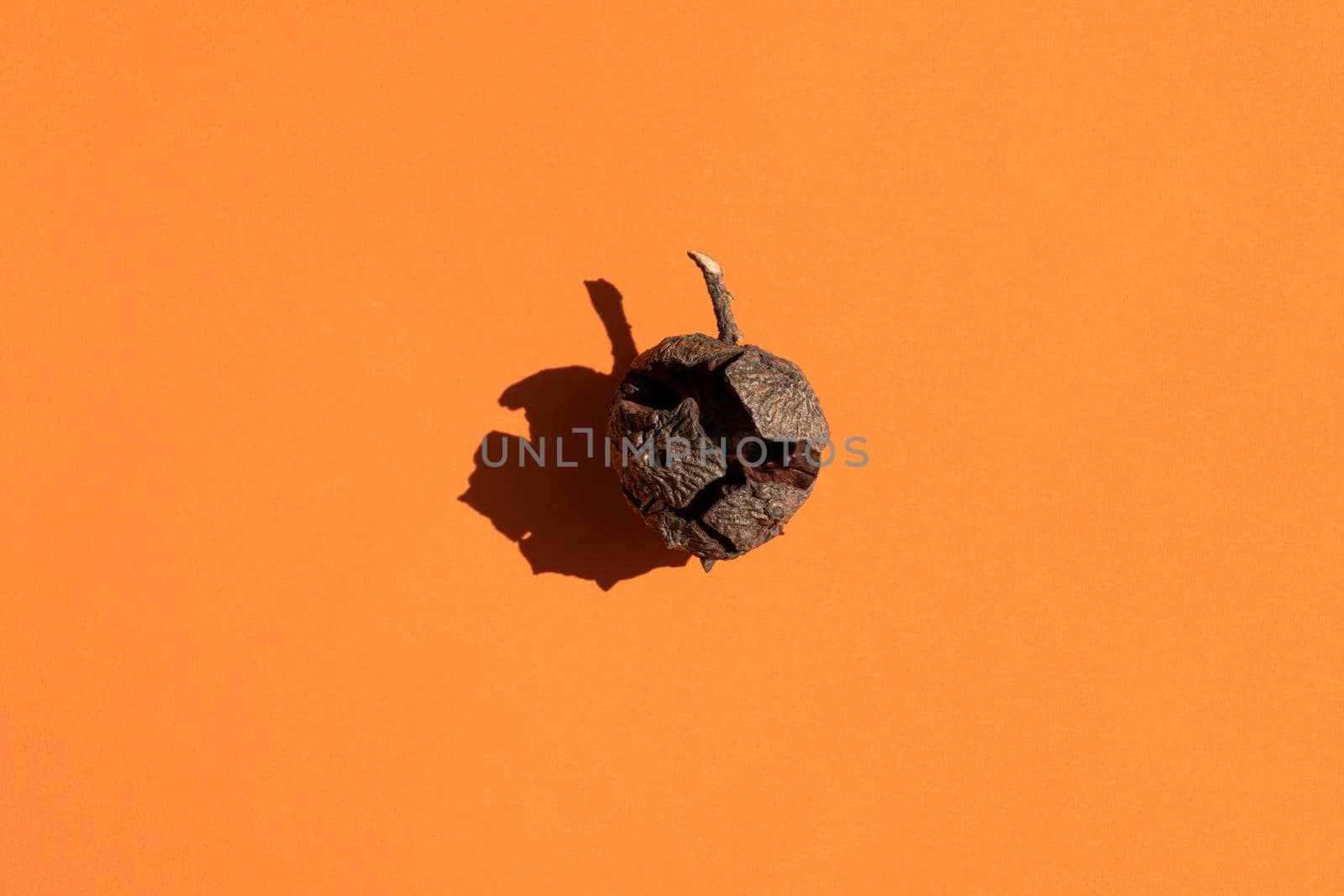 a cypress cone with a hard shadow on a orange background. High quality photo