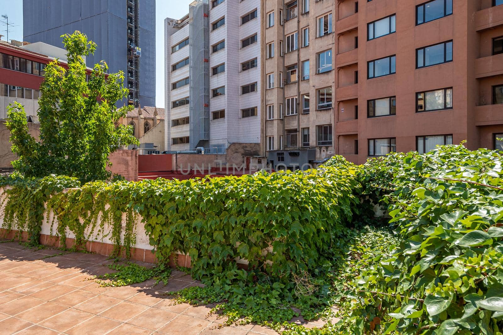 A small wall overgrown with green vegetation in a center of a city