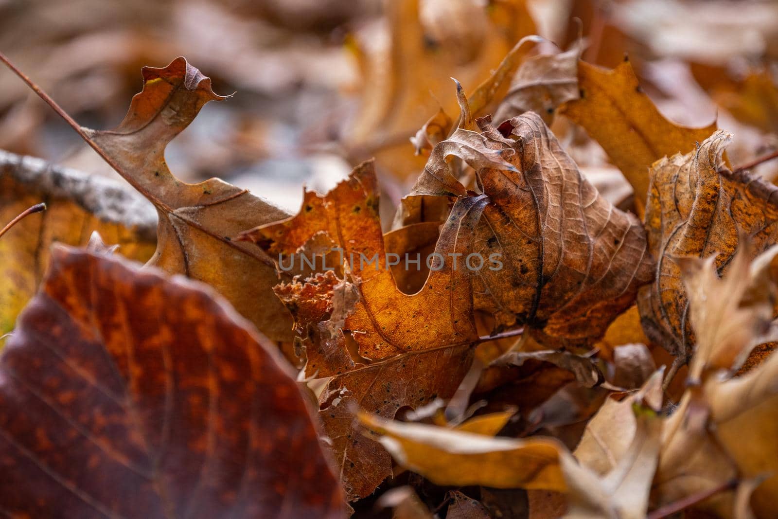 Macro of dry maple leaves on the ground. Close-up of orange autumn foliage in a park. by apavlin