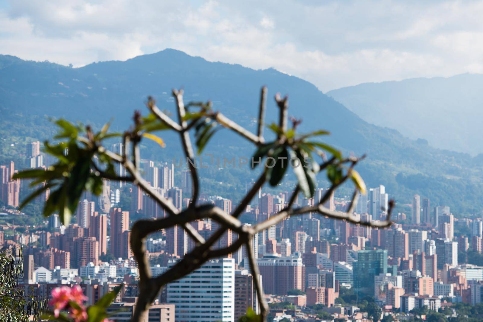 Weird tree in the foreground of Bogota Colombia