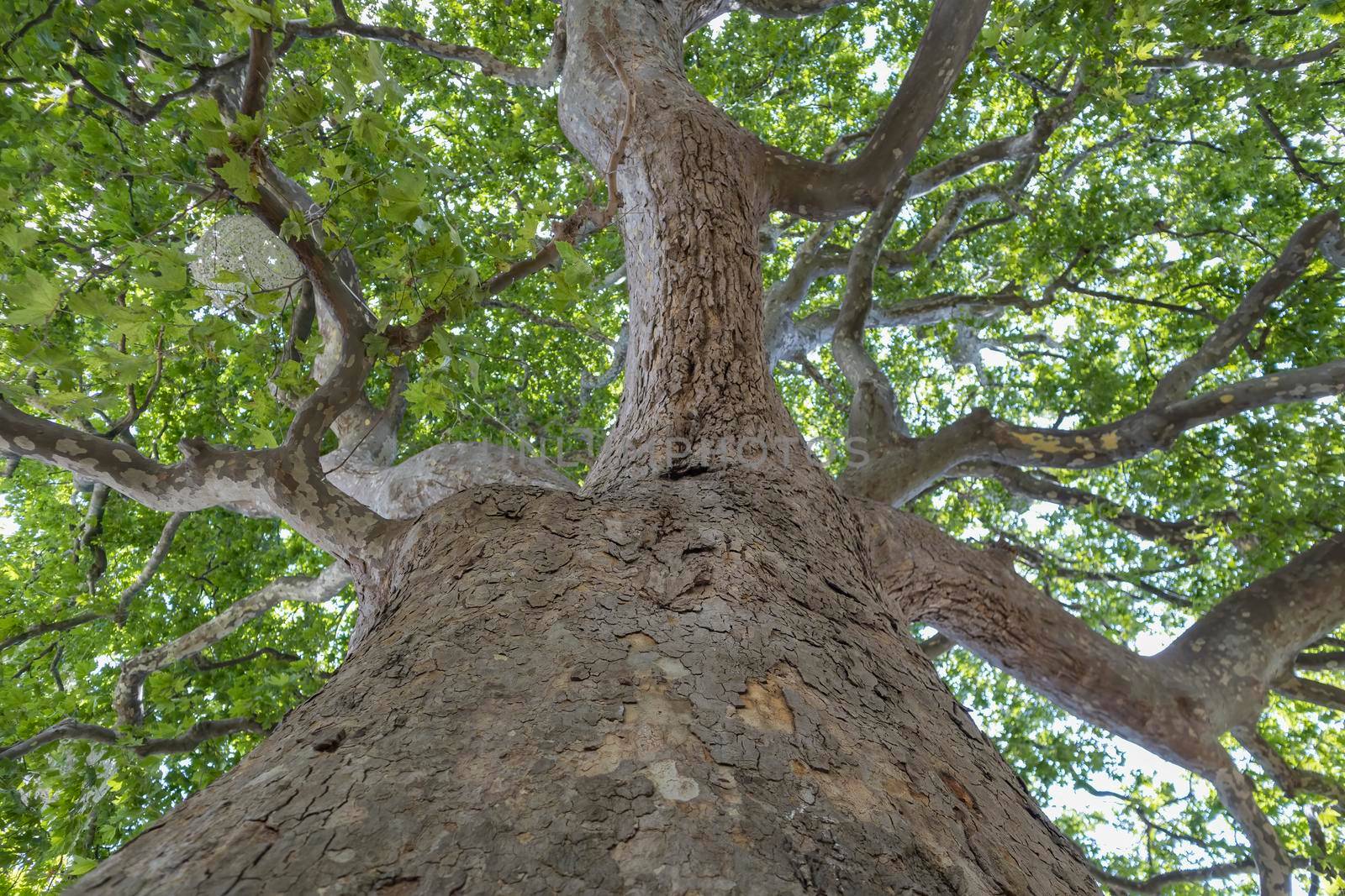 green crown of a sycamore tree view from below by roman112007