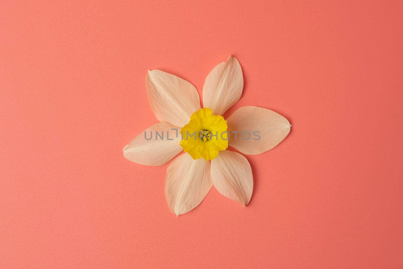 narcissus flower close-up on a pink background. High quality photo