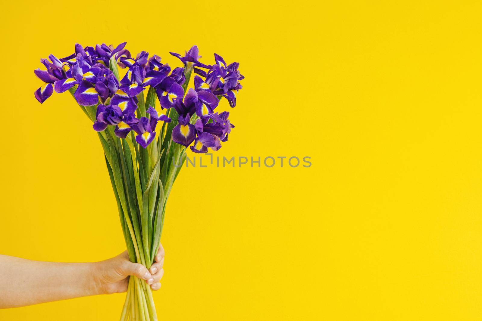 Iris bouquet on yellow background in hand. Holiday , mothers day, women's day background. Copy space by katrinaera