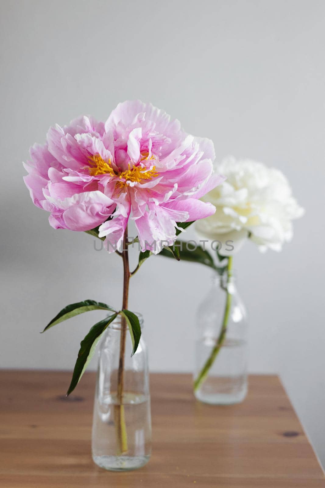 Beautiful fresh pink and white peonies in glass vase on grey background.Modern still life.Natural floral background by katrinaera