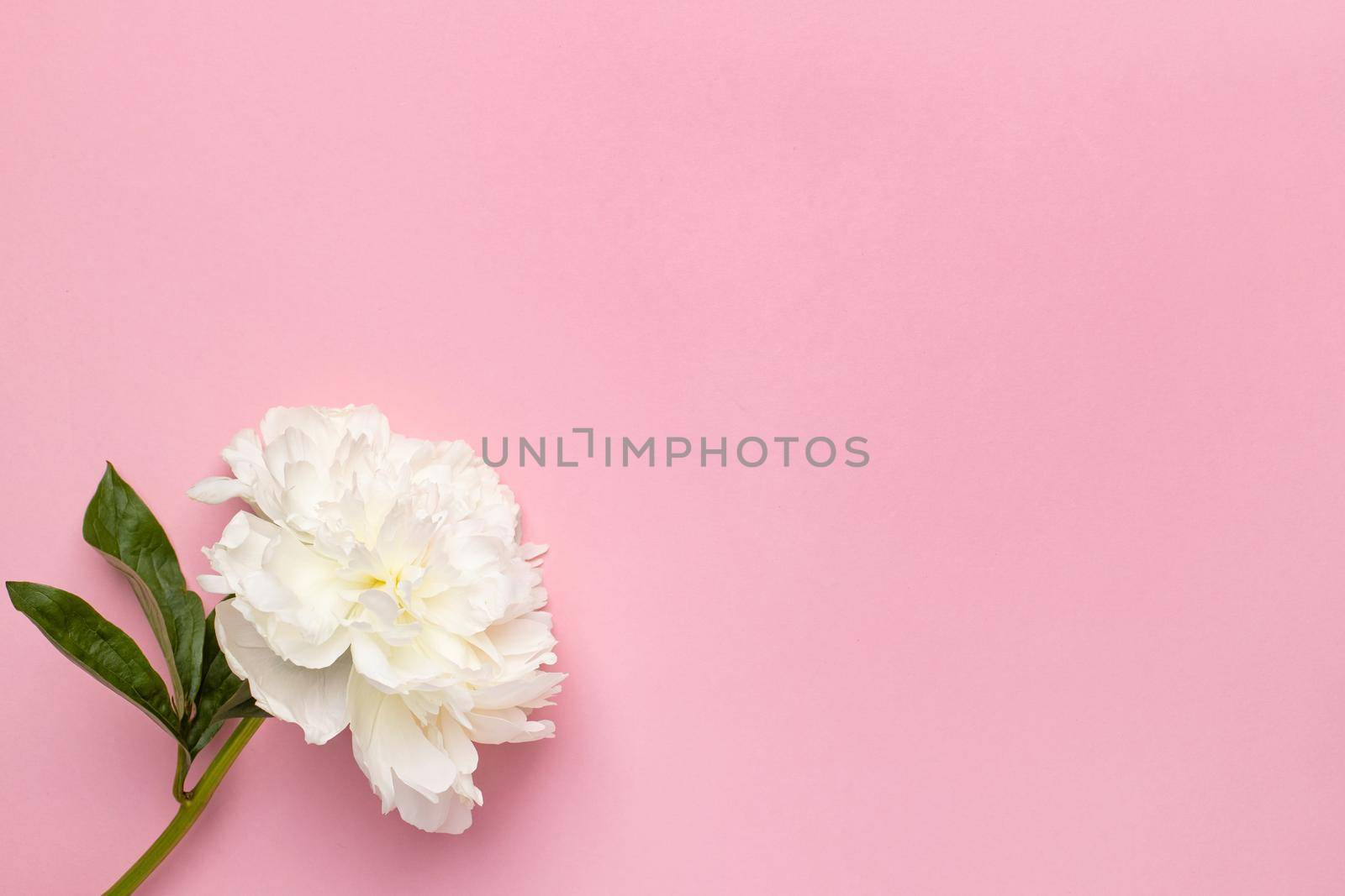 Closeup of beautiful white peony flower in vase on pink background with copy space, holiday and birthday concept by katrinaera