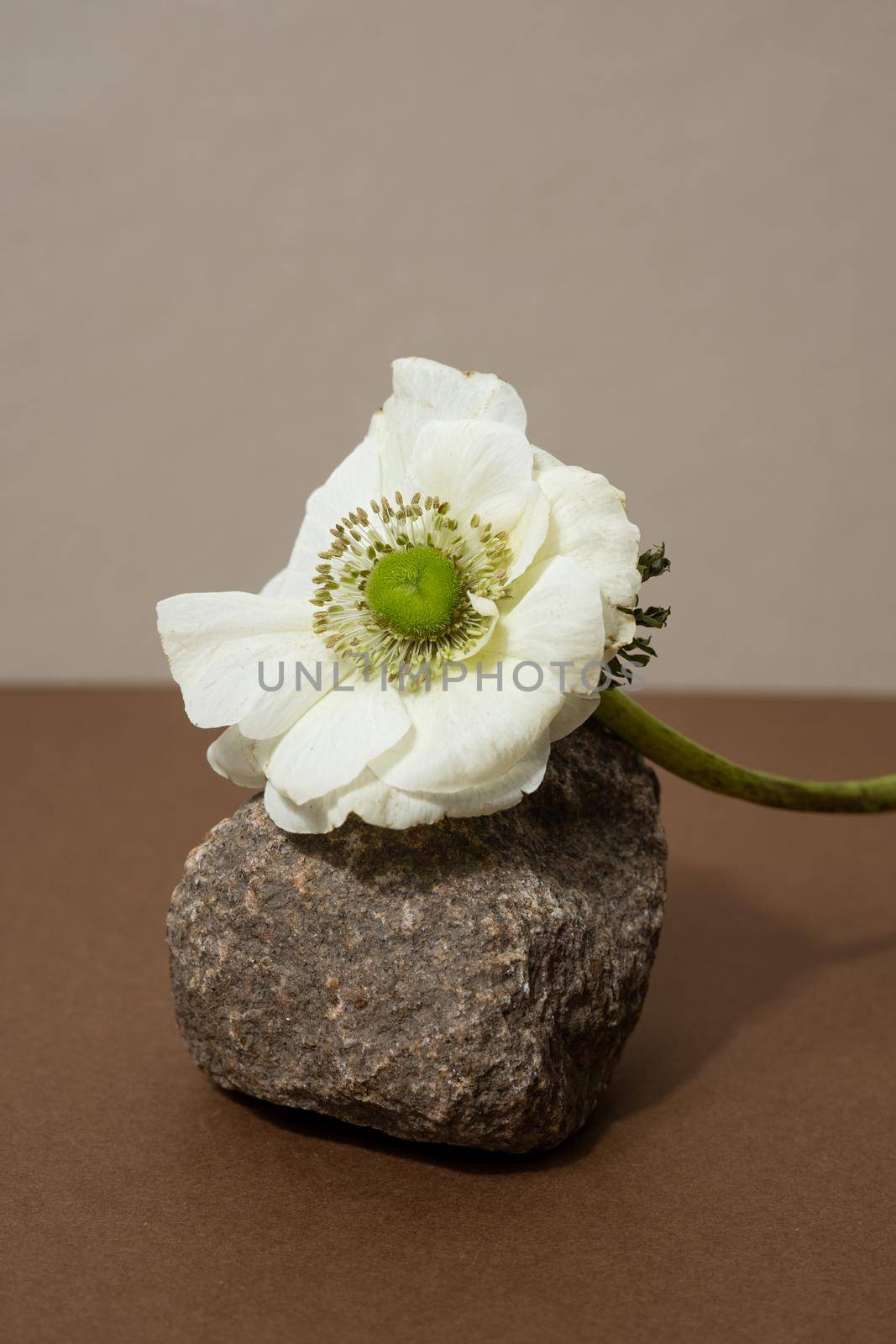 Abstract nature scene with composition of stones and dry branch. Neutral beige background for cosmetic, beauty product branding, identity and packaging. Natural pastel colors. Copy space, front view.