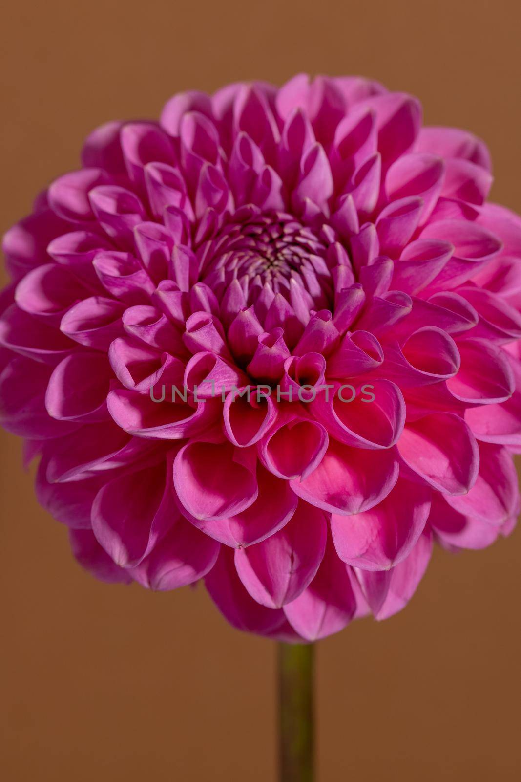 Pink Dahlia Flower on brown background. Beautiful ornamental blooming garden plant with clipping path. by katrinaera