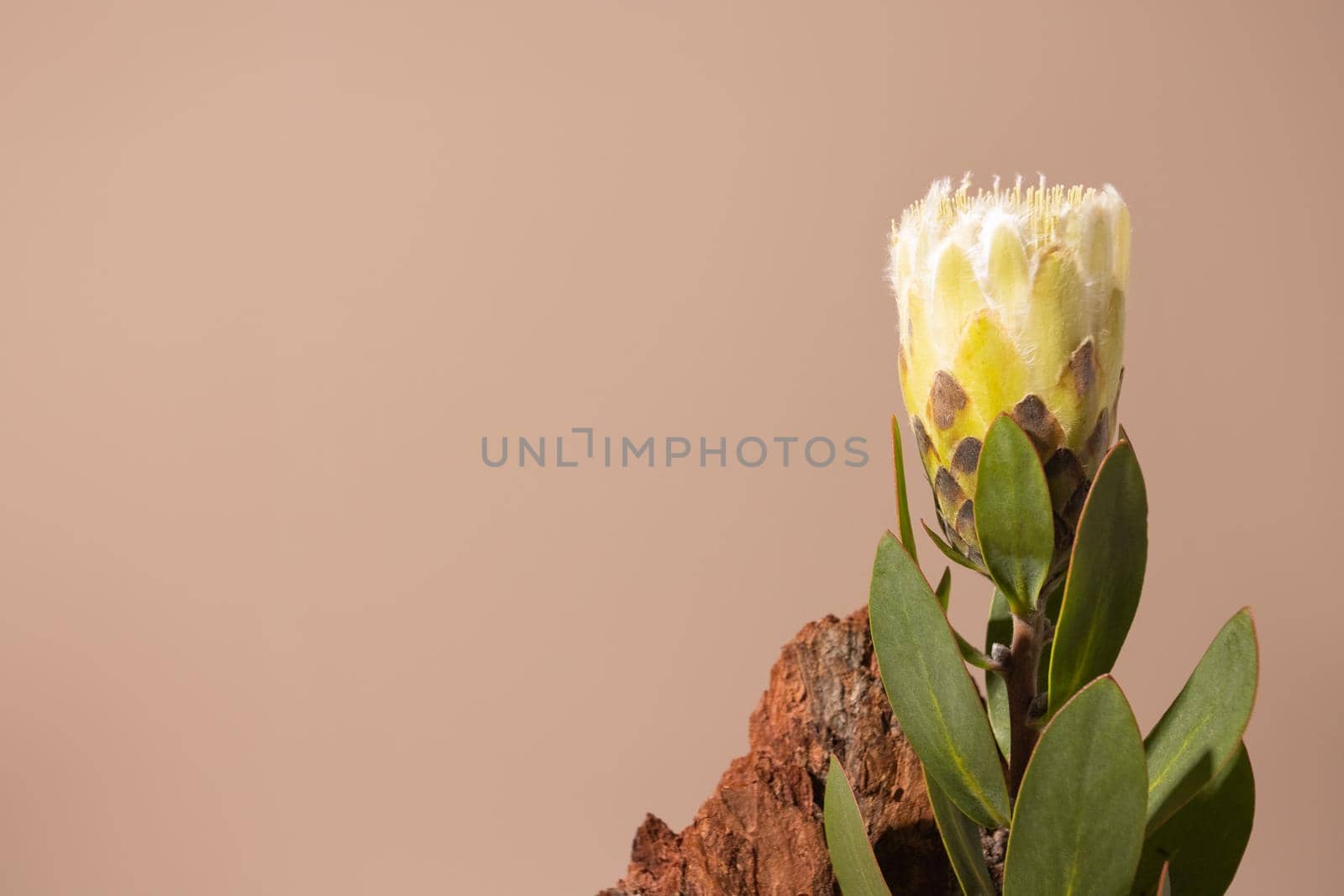 Exotic flower Protea with shadows and stone on beige background close up . poster. Minimal floral plant concept still life side view