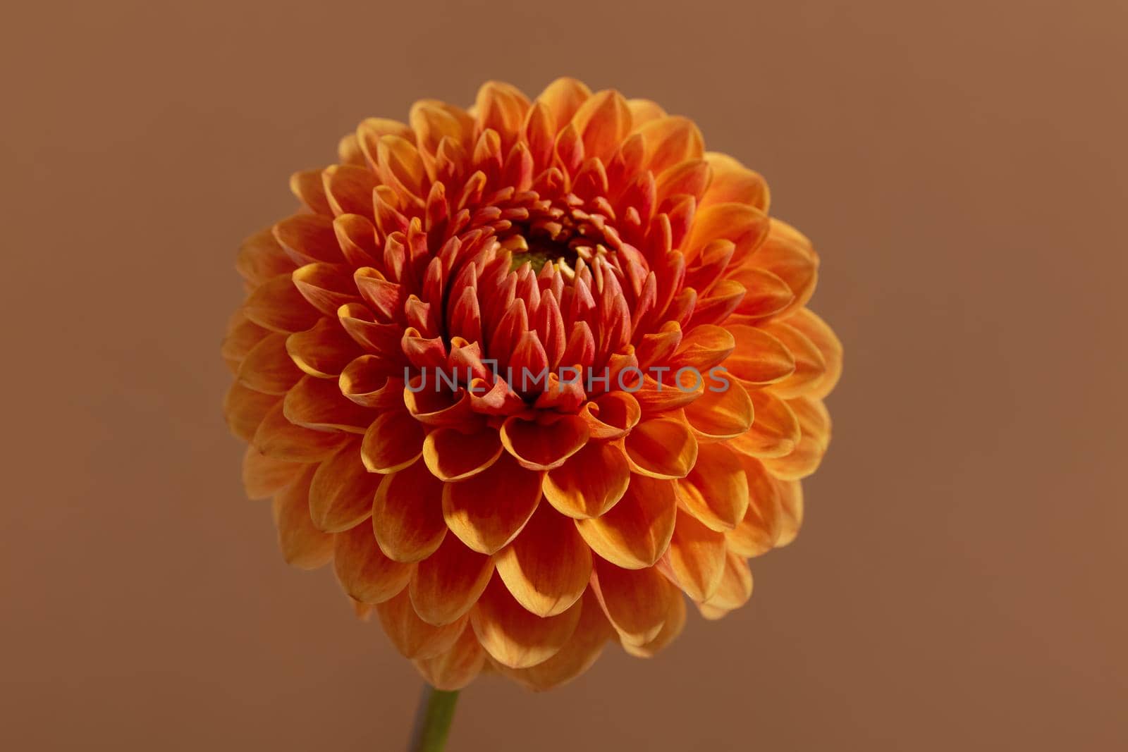 Beautiful orange coloured sunny Dahlia flower texture, close up view , flower on brown background macro