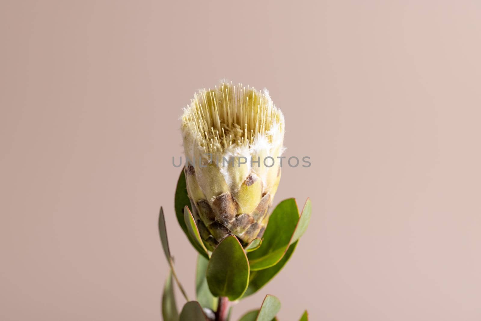 Exotic flower Protea and shadow on beige background close up . poster. Minimal floral plant concept side view