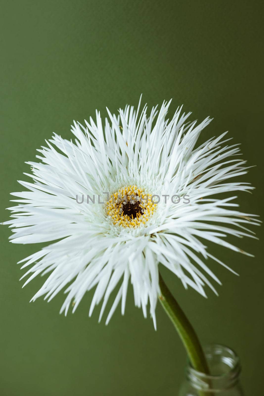 A closeup shot of a still life of white flower on pastel green background, aesthetic composition by katrinaera