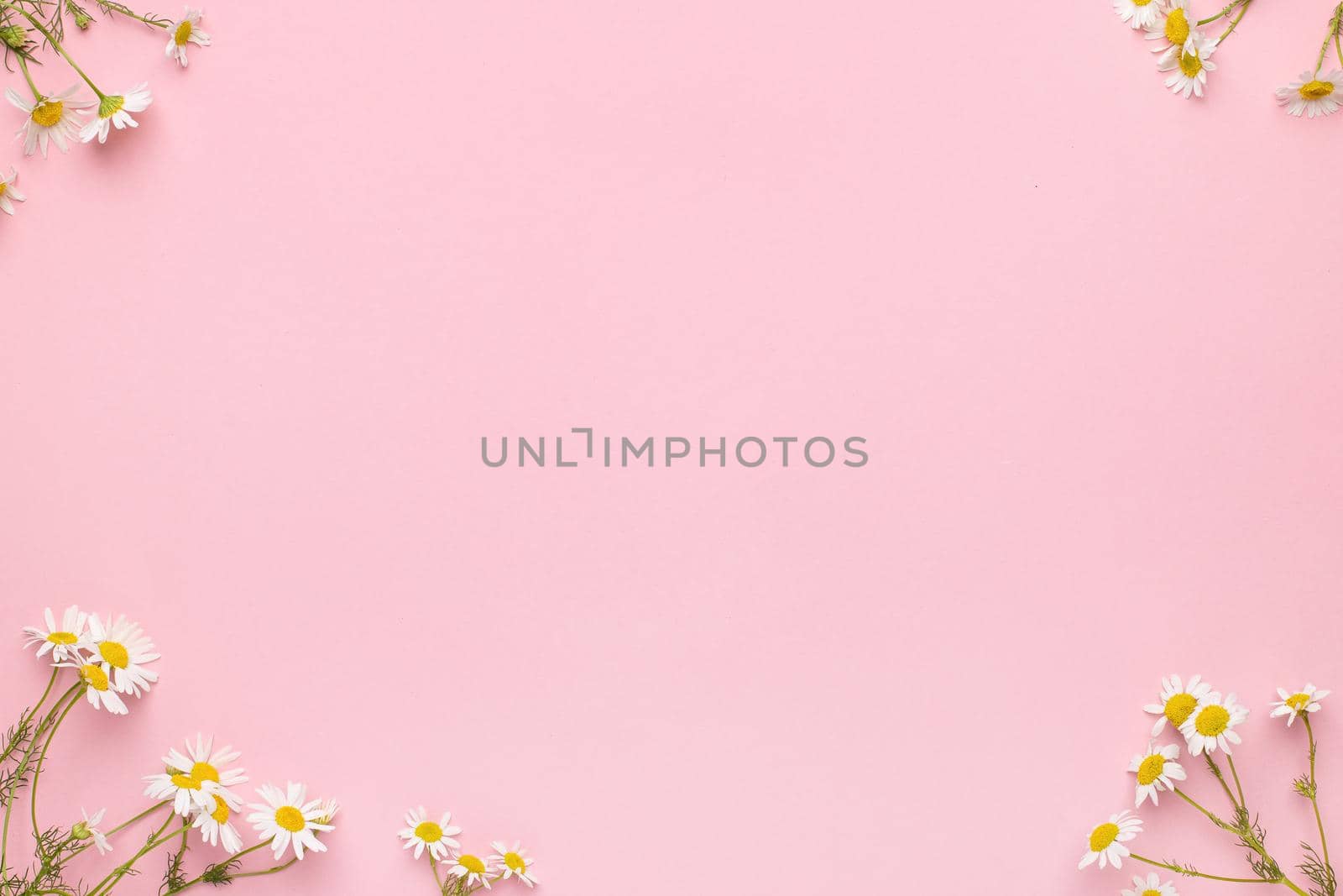 Chamomile flowers on pink background .Daisies background with copy space . Summer background.Chamomile field. by katrinaera