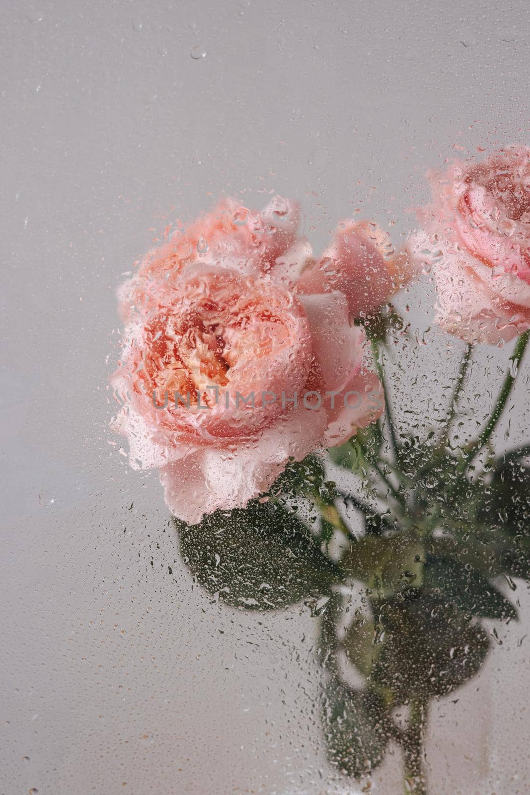 Pink rose in vase on wood table on gray wall background near glass window with rain side view by katrinaera