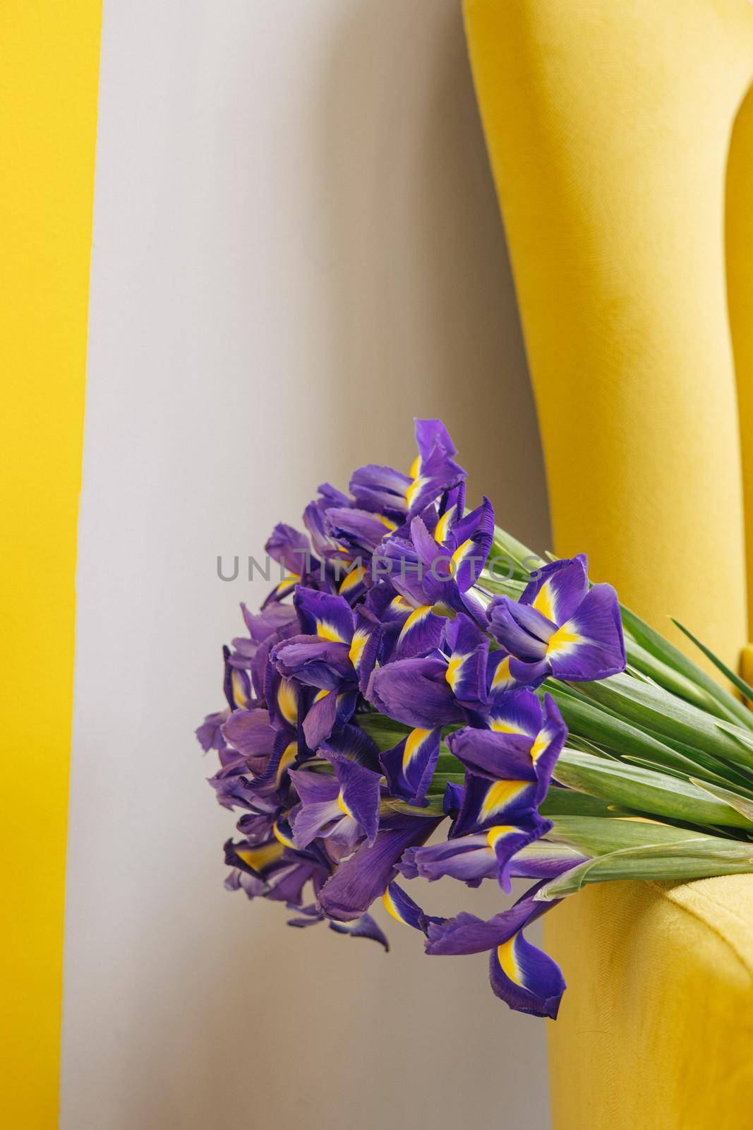 Iris bouquet on yellow chair on grey background . Holiday , mothers day, women's day background. Copy space side view