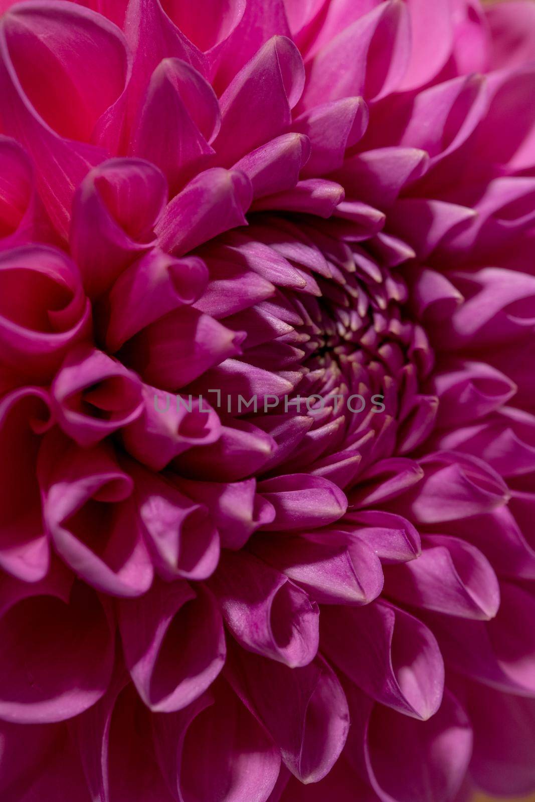 Pink Dahlia Flower on brown background. Beautiful ornamental blooming garden plant with clipping path macro view