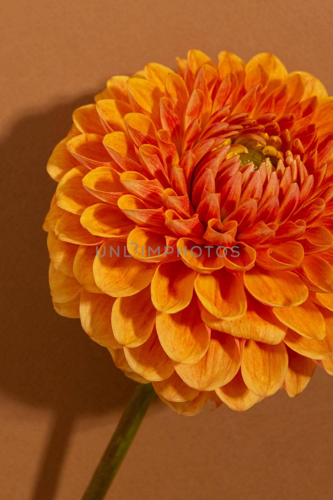 Beautiful orange coloured sunny Dahlia flower texture, close up view , flower on brown background macro