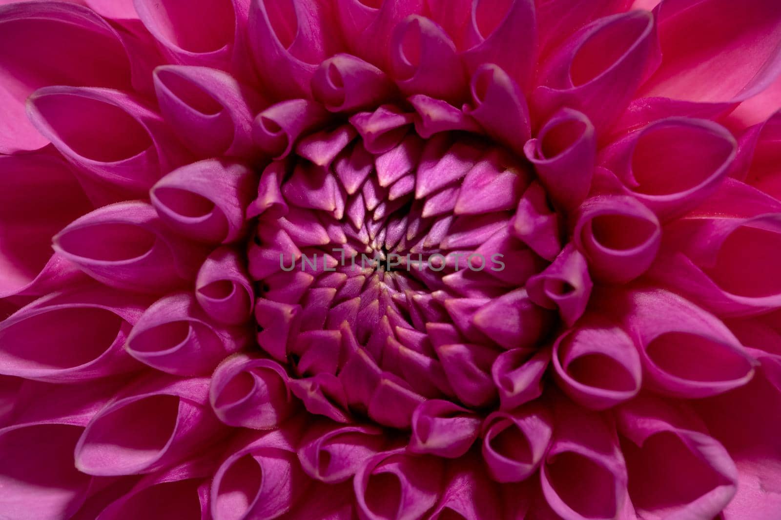 Beautiful pink coloured sunny Dahlia flower texture, close up view , flower on brown background macro