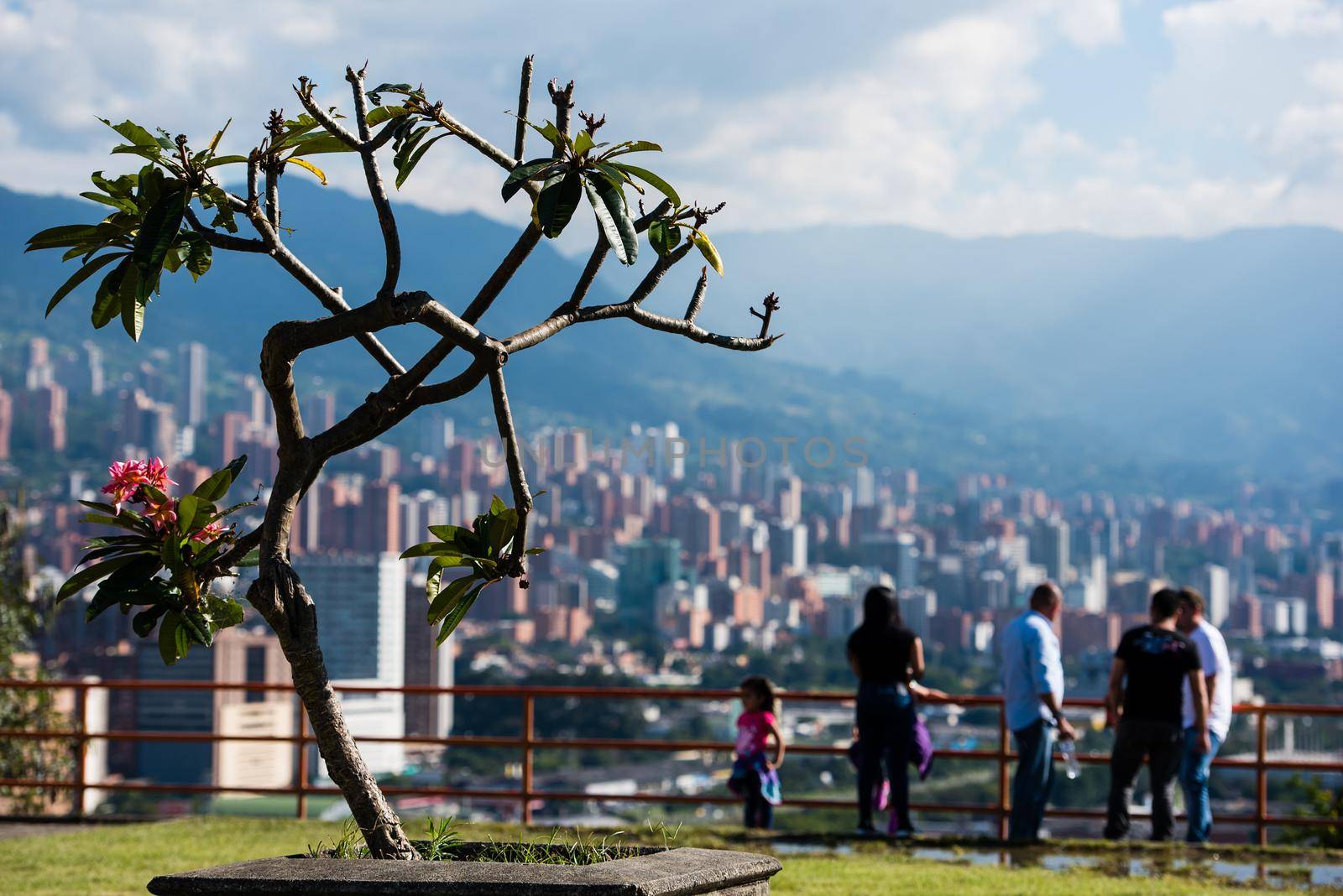 Weird tree in the foreground of Bogota Colombia