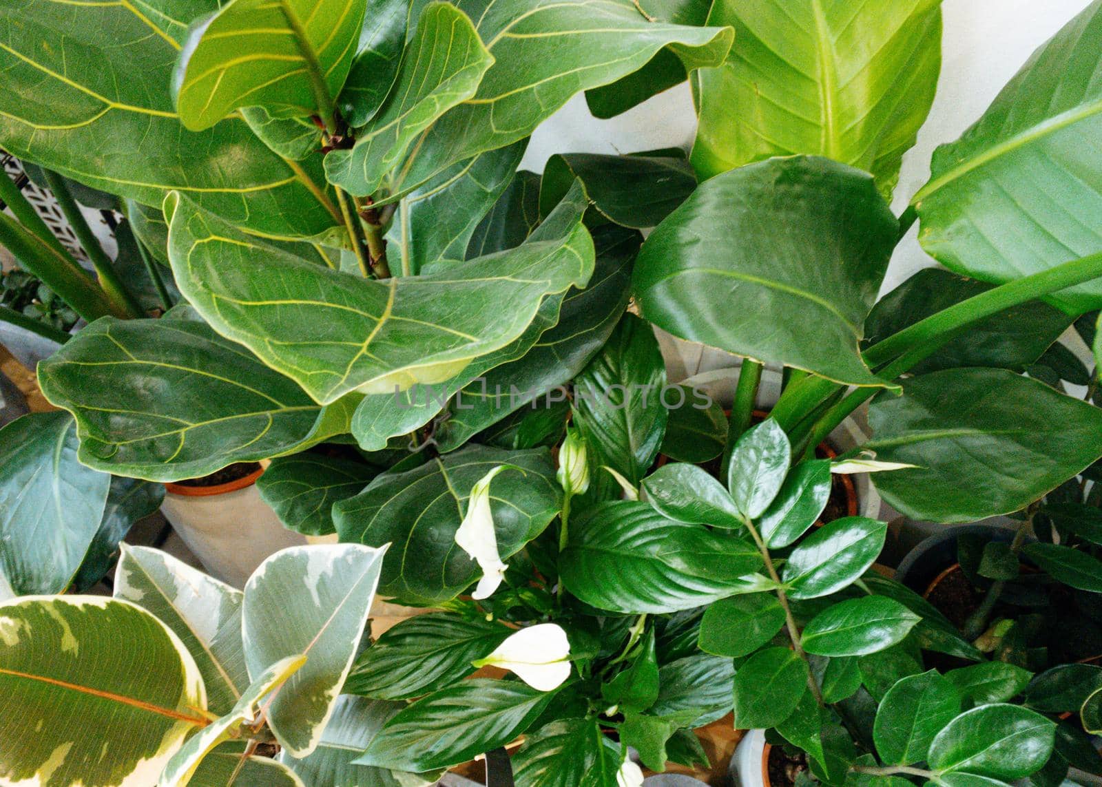 Ficus lyrata, potted ficus. Plant collection.Beautiful fiddle-leaf, fig tree plant with big green leaves. Stylish modern floral home decor in minimal style side view