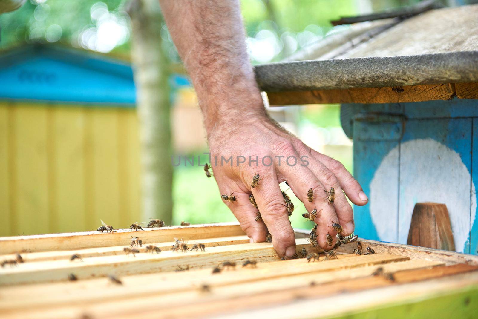 Close up shot of beehives in apiary  by SerhiiBobyk