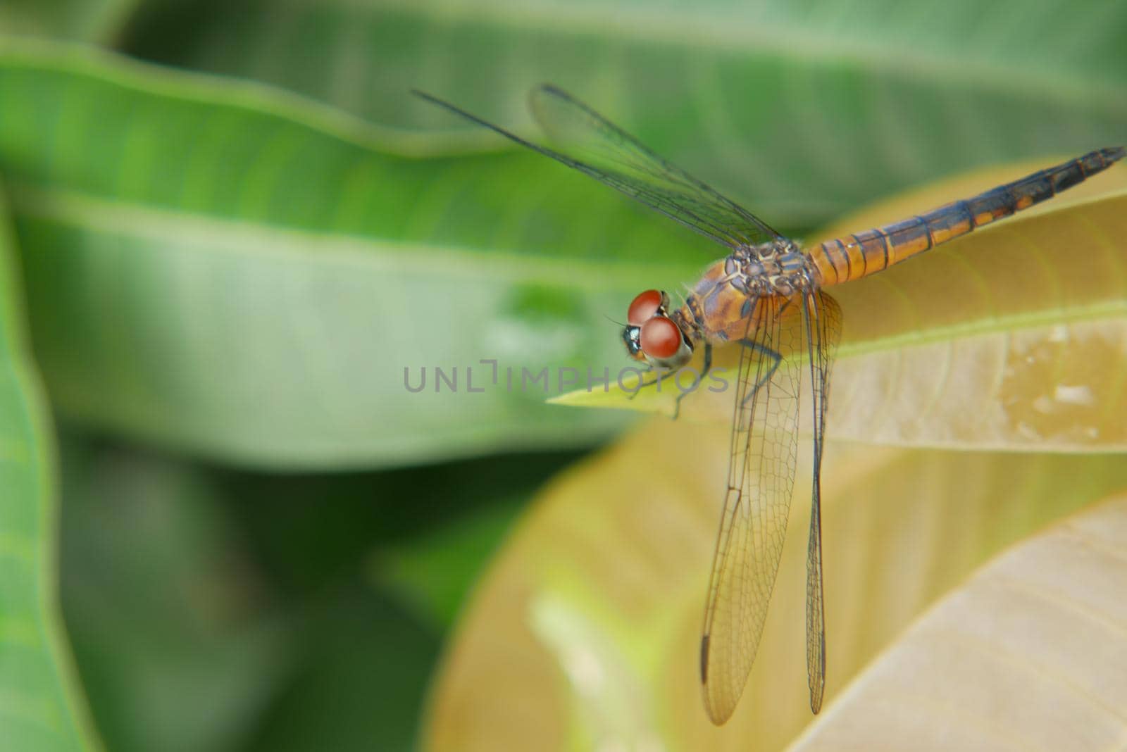 close up of Dragonfly on a plant.