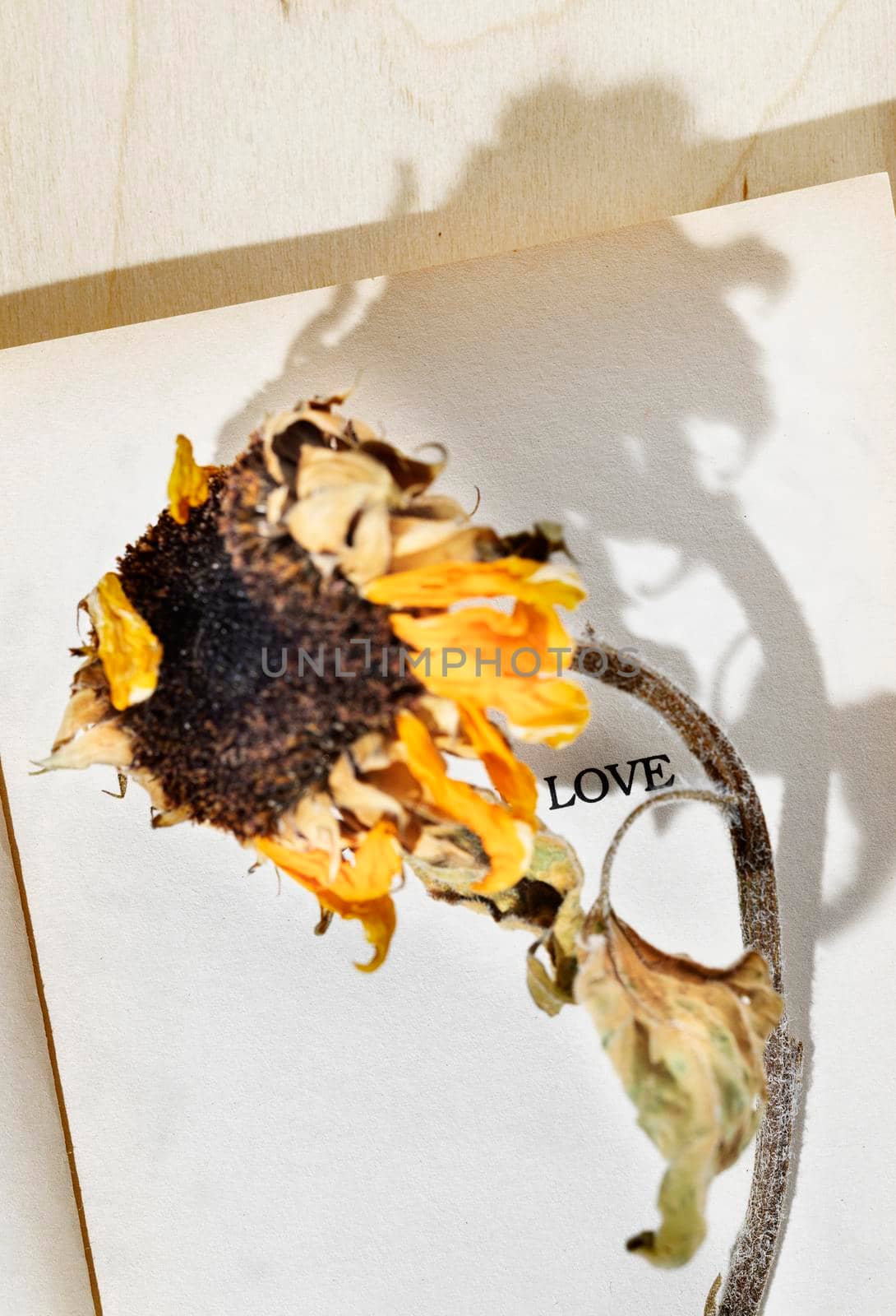 Opened old book with word LOVE and yellow dried  sunflower 