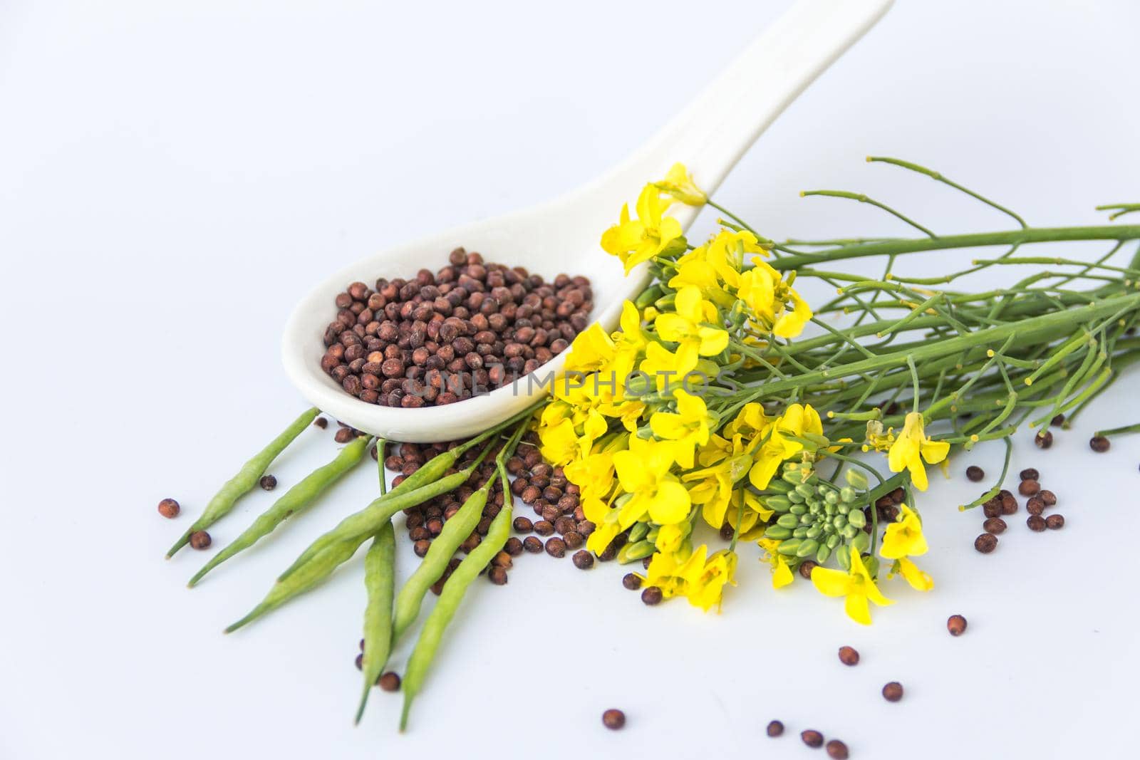 Canola seeds and yellow flowers on white background