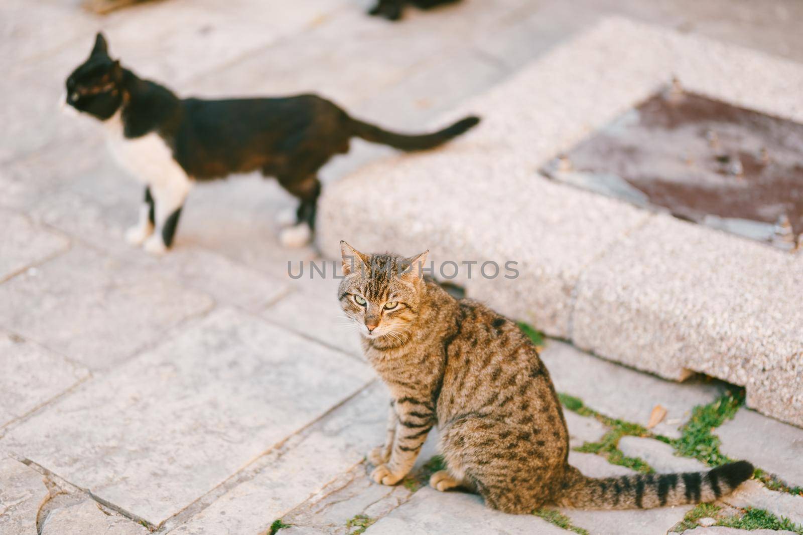 Two cats on the asphalt in the street near a metal hatch. by Nadtochiy