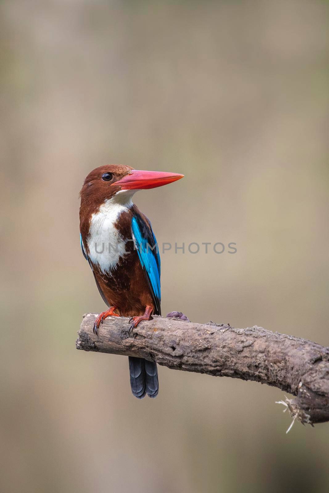 Image of White-throated Kingfisher(Halcyon smyrnesis) on branch on nature background. Bird. Animals.