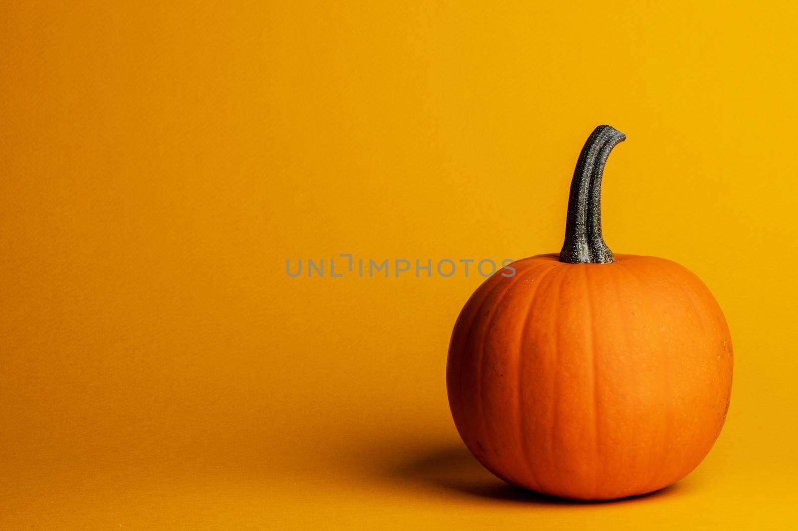 One pumpkin on orange background halloween thanksgiving card with copy space for text