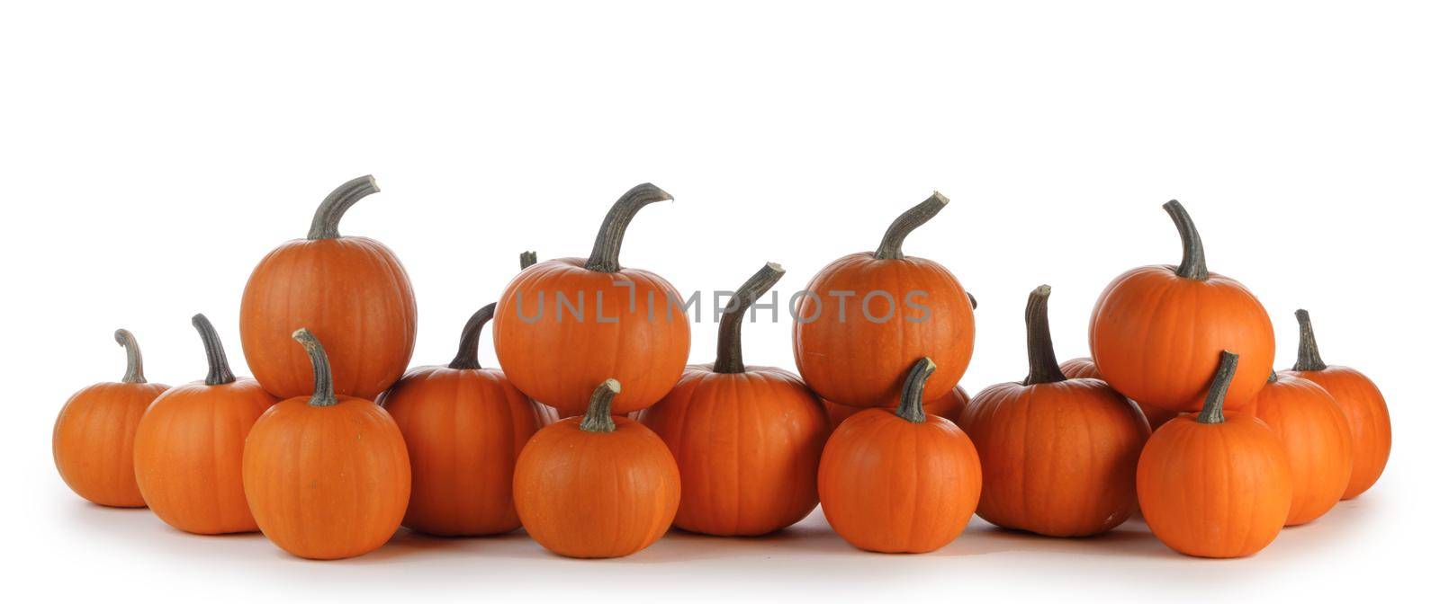 Autumn border of pumpkins in a row isolated on white background