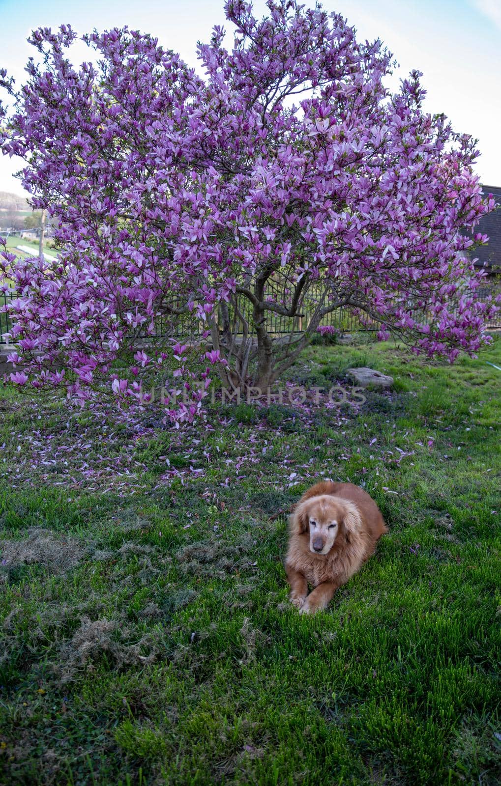 Golden Retriever dog rests under a blooming magnolia tree in green grass back yard. Gorgeous pink purple magenta magnolia blossoms on swooping branches in a sunny nature setting with green bokeh background and selective focus for copy space. Beautiful feminine image of delicate flower petals, no people shot in natural light. Pretty background.