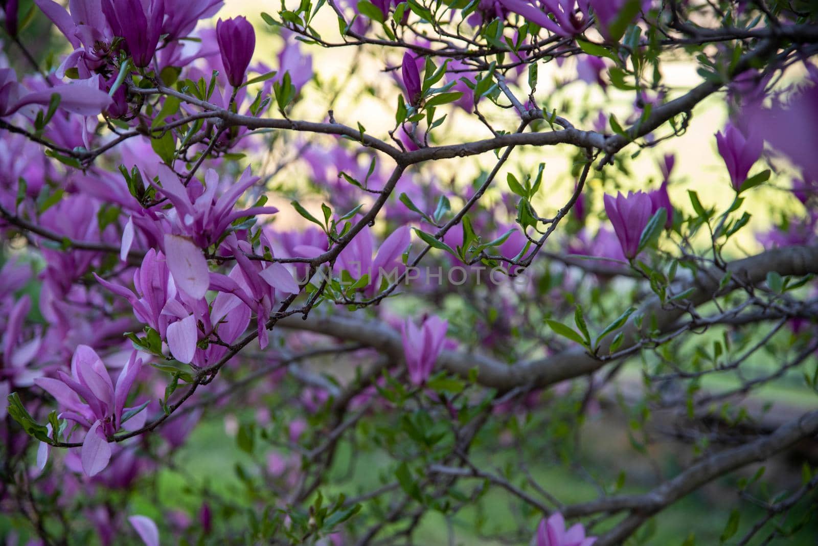 Blooming magnolia tree branches swoop across frame selective focus copy space by marysalen