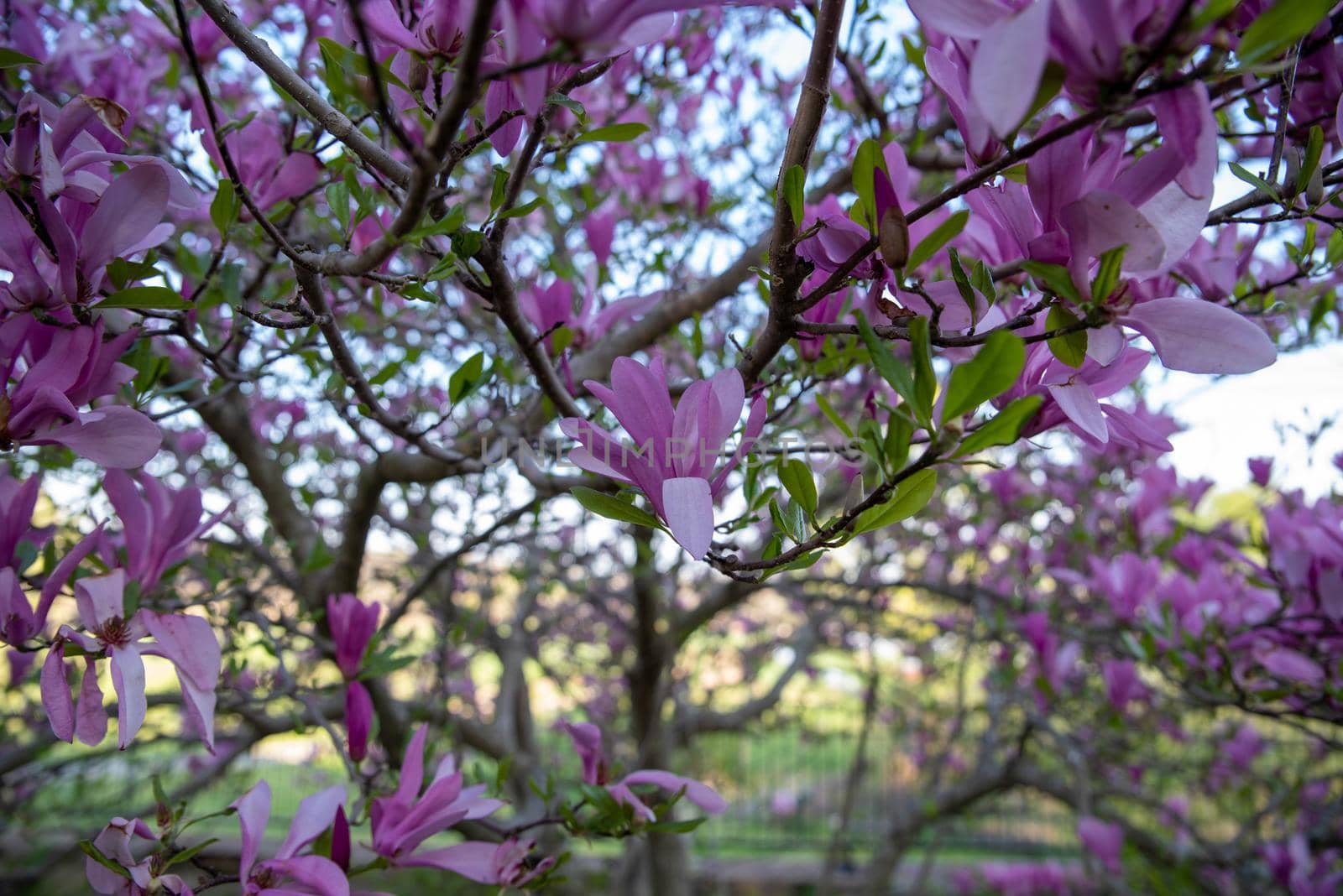 magnolia tree branches with big pink flowers by marysalen