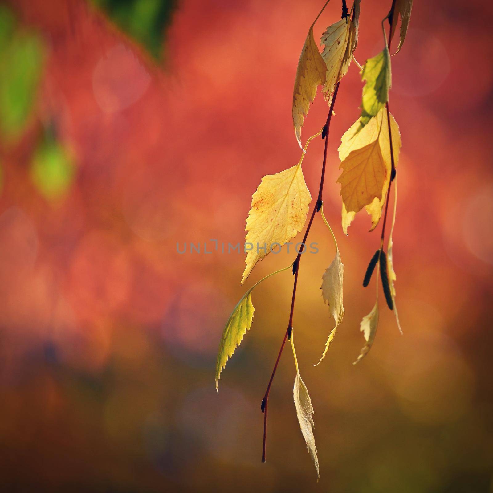 Autumn background. Beautiful colorful leaves in nature with the sun. Seasonal concept outdoors in autumn park. by Montypeter