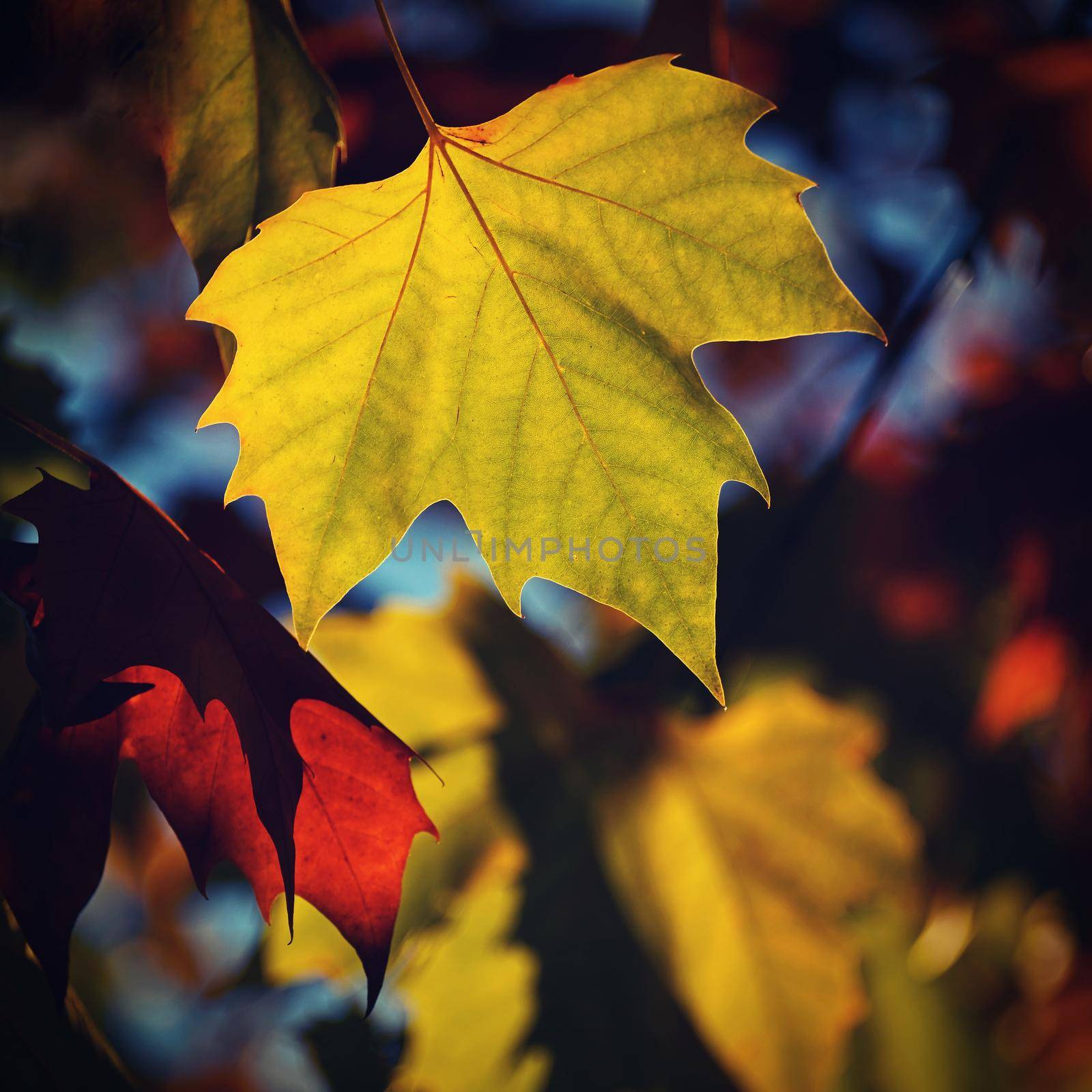 Autumn background. Beautiful colorful leaves in nature with the sun. Seasonal concept outdoors in autumn park. by Montypeter