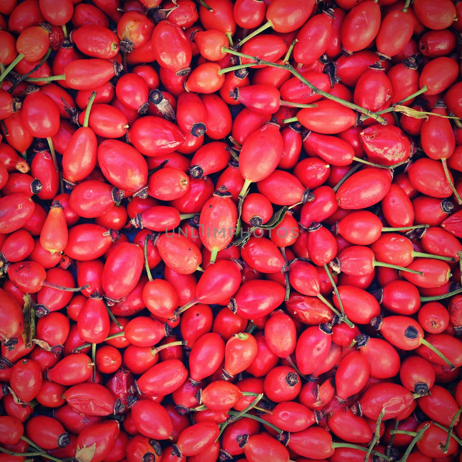 Rosehip bushes. Healthy fresh red autumn fruits from nature. by Montypeter