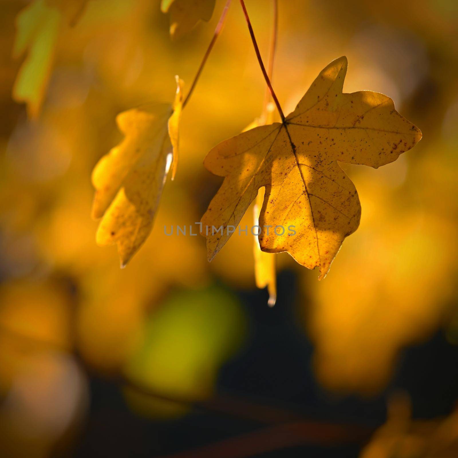 Autumn background. Beautiful colorful leaves in nature with the sun. Seasonal concept outdoors in autumn park. by Montypeter