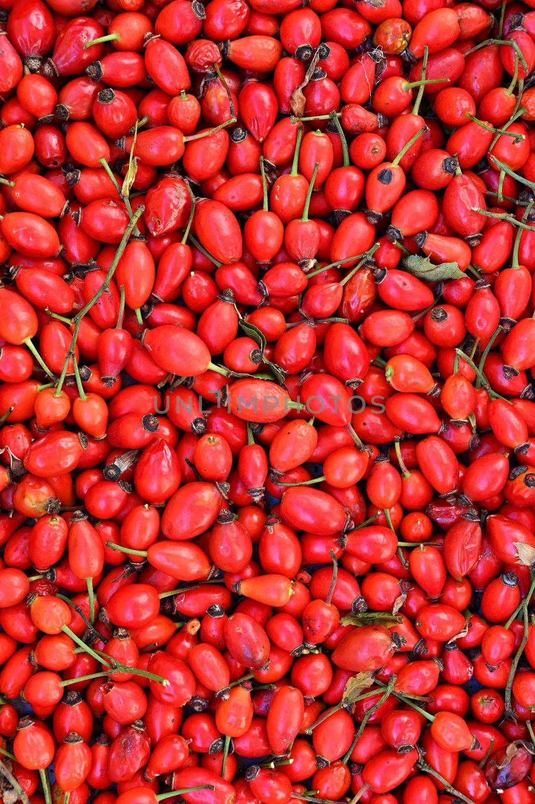 Rosehip bushes. Healthy fresh red autumn fruits from nature.