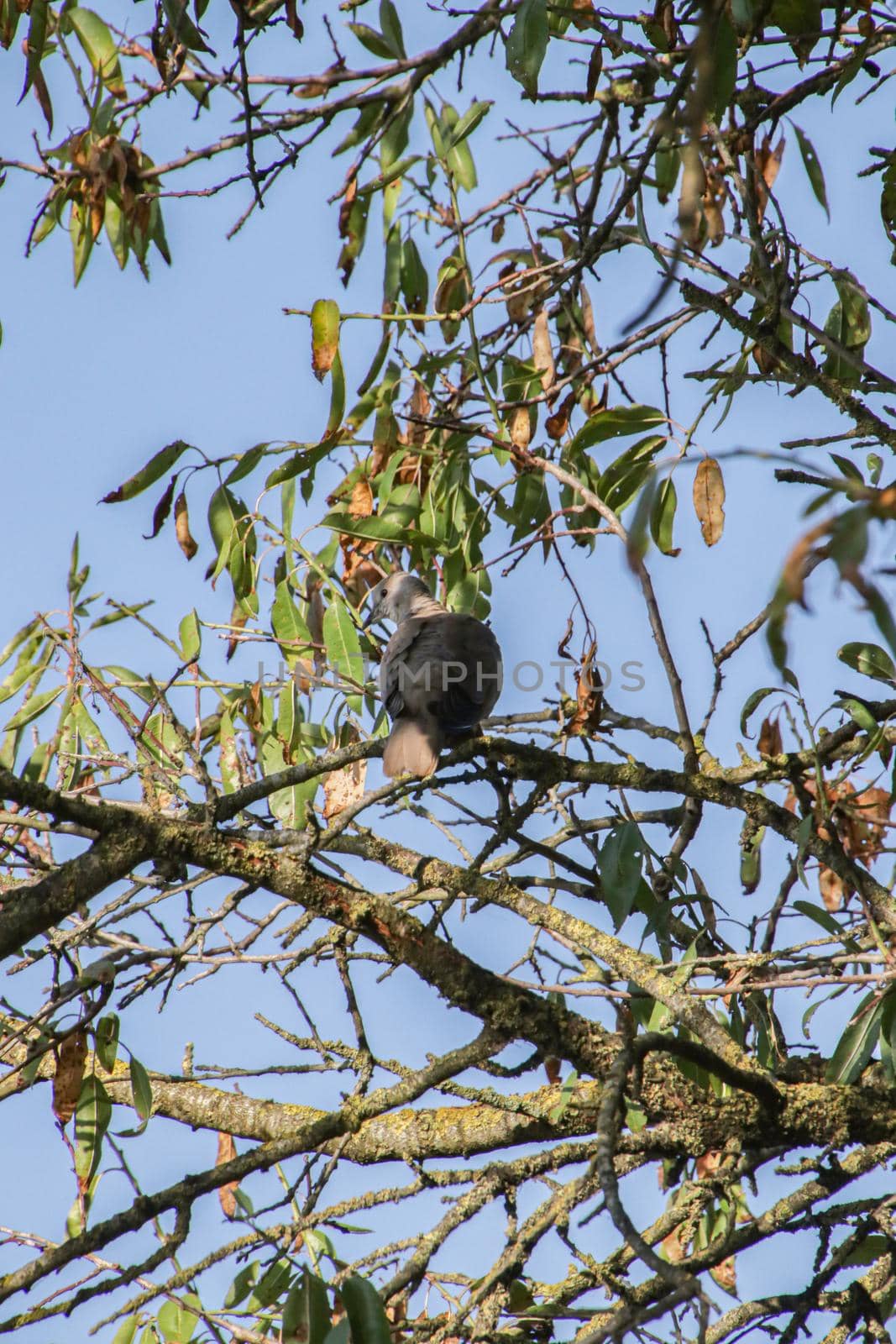 Turtledove on the branches of trees under a blue sky