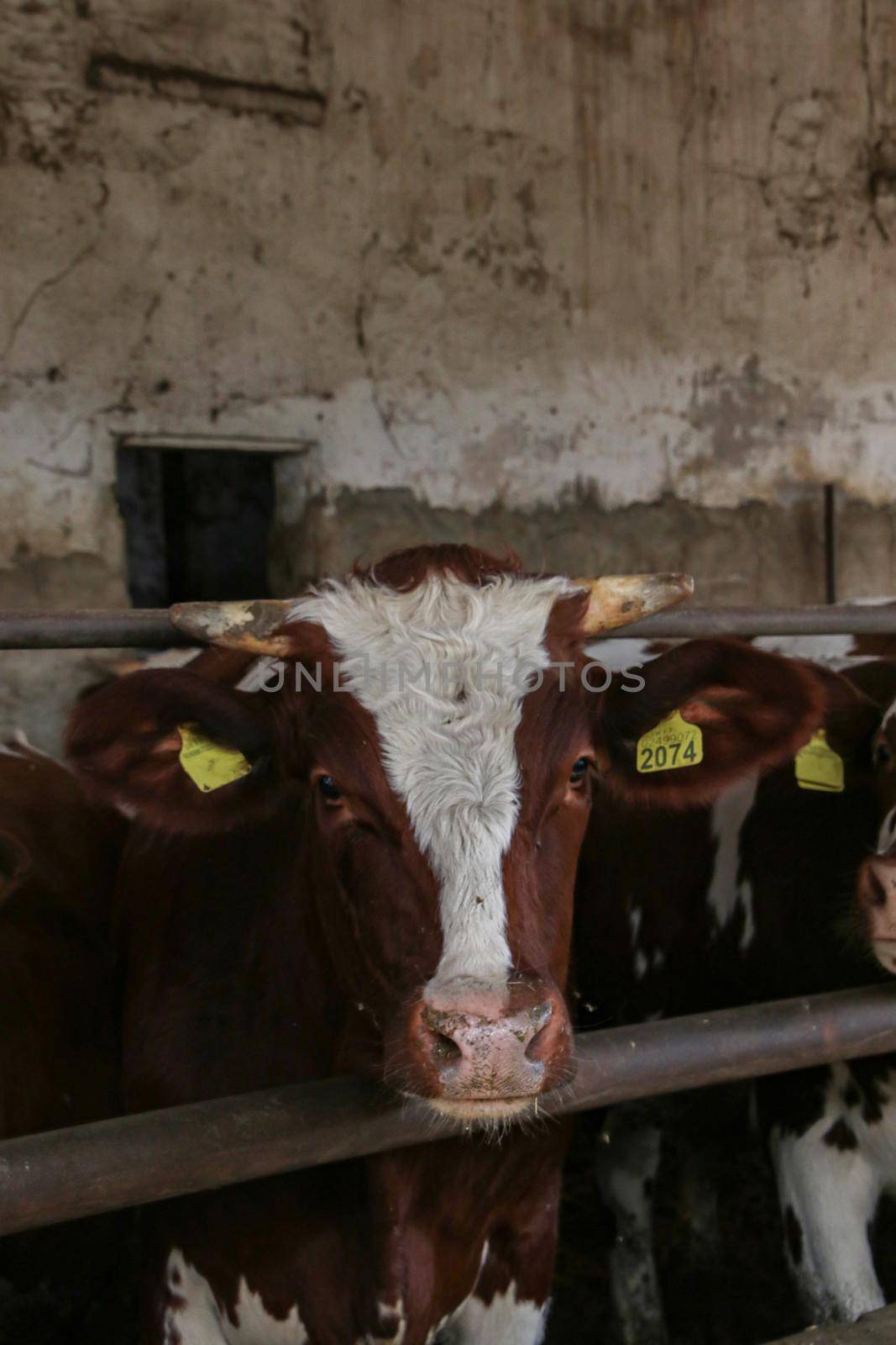 Intensive calf farming, calf detail in a farm bred for meat production